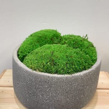 Concrete Bowl Planter 16cm for Moss Bowl & Cactus Gardens Planters bowl