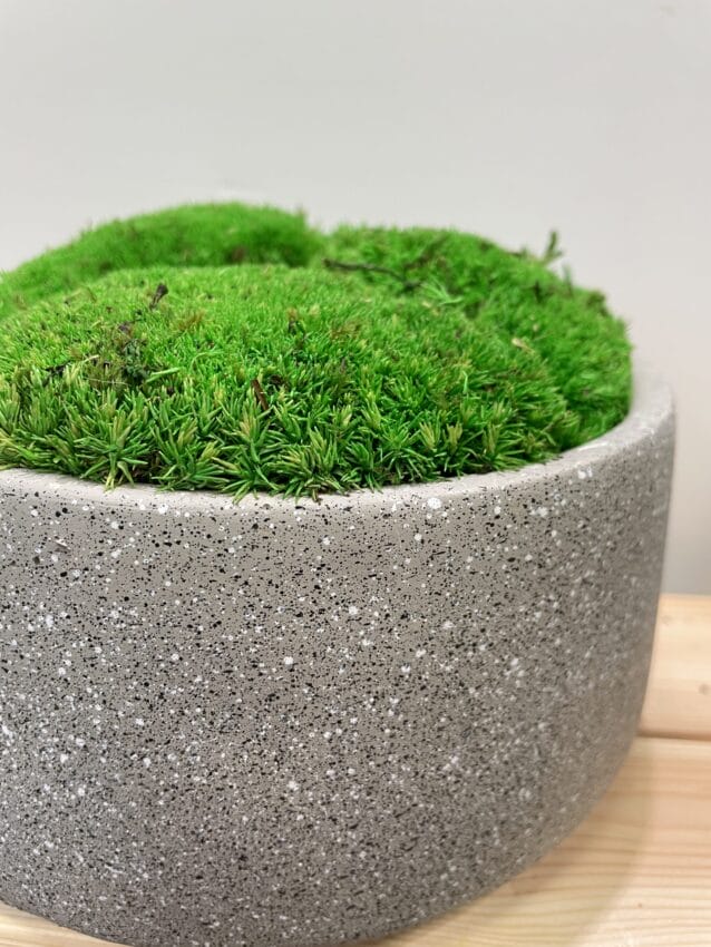 Antler Moss in Concrete Bowl – GRAVEL Florals & Curiosities