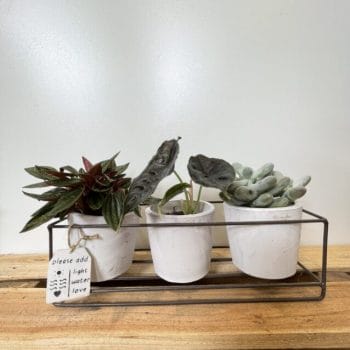 Rustic Triple White Terracotta Planters Metal Frame for 7.5cm pots Plant Accessories 3 for £25