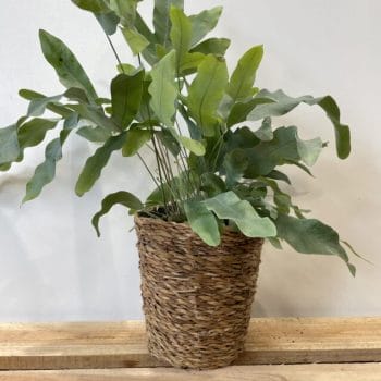Handmade Seagrass Rustic Basket Planter for 12cm pots Plant Accessories 12cm plant