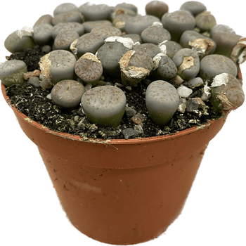 Lithops Living Stones Pebble Plant 8cm pot GREY Houseplants 8.5cm plant 2