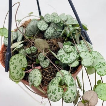 String Of Hearts Ceropegia Woodii 12cm pot Hanging & Trailing hanging 2