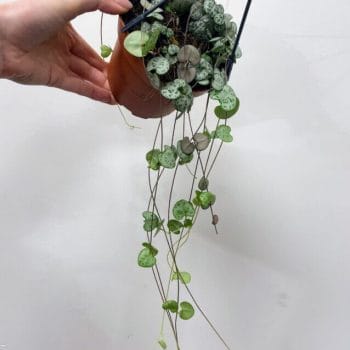 String Of Hearts Ceropegia Woodii 12cm pot Hanging & Trailing hanging