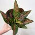 syngonium white butterfly arrowhead plant large 19cm pot