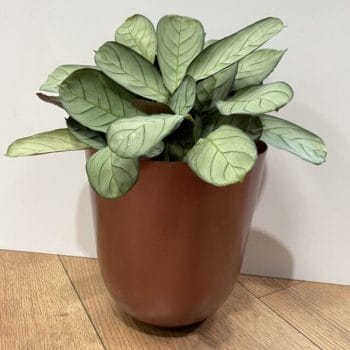 Modern Metal Copper Planter for 17-17.5cm pots Planters 17.5cm