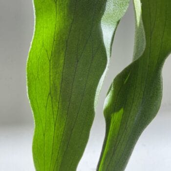 Staghorn Fern Platycerium Bifurcatum 12cm pot Hanging & Trailing 12cm plant 2