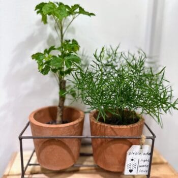 Rustic Terracotta Planters Metal Frame 2 x 8cm pots Plant Accessories 3 for £25