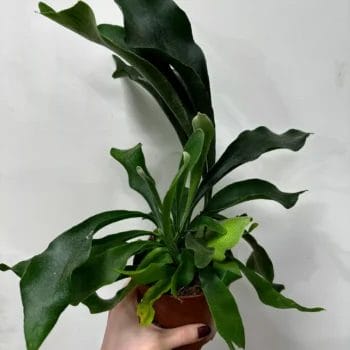 Staghorn Fern Platycerium Bifurcatum 12cm pot Hanging & Trailing 12cm plant