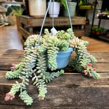 Burros Tail Sedum Burrito 14cm pot Hanging & Trailing 14cm plant