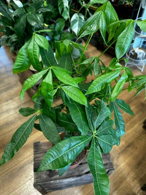 Pachira Aquatica Money Tree 21cm pot COLLECTION ONLY Pet Friendly air purifying 5