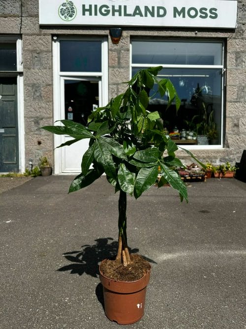 Pachira Aquatica Money Tree 21cm pot COLLECTION ONLY Pet Friendly air purifying 2