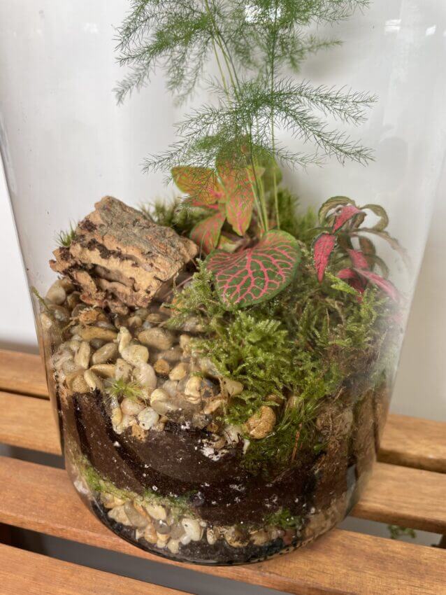 How to Create Long Lasting and Beautiful Terrarium I Mosser Lee