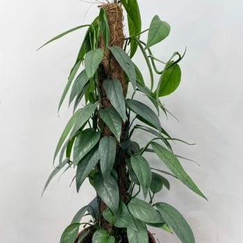 Epipremnum Pinnatum Cebu Blue XL 17cm pot Hanging & Trailing 17cm plant