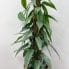 epipremnum pinnatum 'cebu blue' xl 17cm pot