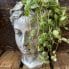 head planter leaves crown for 7cm pots