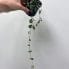 corkscrew albuca frizzie sizzle spiralis succulent 5cm pot