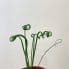 corkscrew albuca frizzie sizzle spiralis succulent 5cm pot