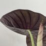 alocasia silver nebula elephant ear plant 11cm pot
