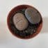 lithops living stones rocks succulent 5.5cm