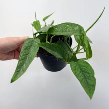 Epipremnum Pinnatum Cebu Blue 12cm pot Hanging & Trailing 12cm plant 2