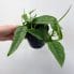 epipremnum pinnatum cebu blue 12cm pot