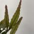 rhipsalis elliptica hanging succulent cactus14cm pot