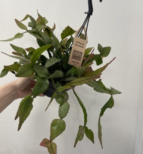 rhipsalis elliptica hanging succulent cactus14cm pot
