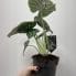 alocasia silver dragon elephant ear plant 14cm pot