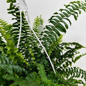 Boston Fern Nephrolepis Exaltata Green Lady 19cm pot Hanging & Trailing air purifying 2