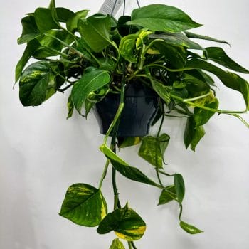 Epipremnum Aureum Golden Pothos 19cm pot Hanging & Trailing air purifying 3