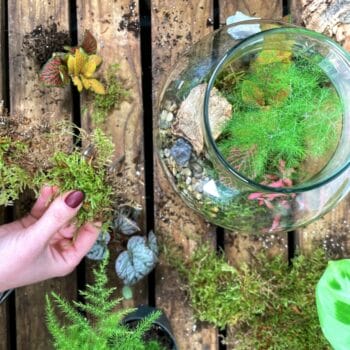 Make Your Own Open Terrarium Kit | Eco-Glass Terrariums & Mossariums diy 2