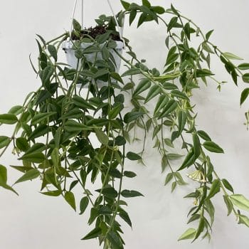 Hoya Bella Wax Plant 12cm Hanging & Trailing 12cm plant