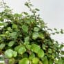 muehlenbeckia complex fern maidenhair vine 12cm pot