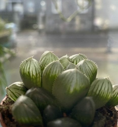 haworthia cooperi var pilifera glass succulent 5.5cm pot