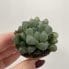 haworthia cooperi var tuncata glass succulent 5.5cm pot