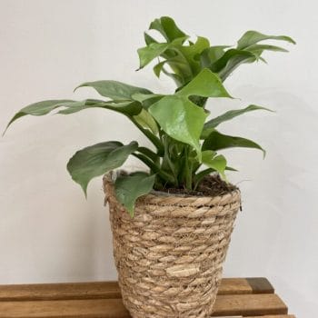 Rustic Seaweed Natural Small Basket For 12cm pot Plant Accessories 3 for £25