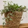 rustic seaweed small basket for 11cm pot