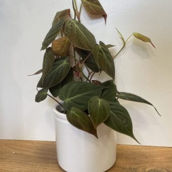 Simple White Ceramic Lex Planter foe 12cm pots Plant Accessories 12cm planter