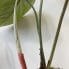 philodendron gloriosum 12cm pot