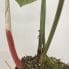 philodendron gloriosum 12cm pot