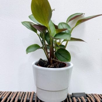 White Ceramic Simple Planter for 6.5cm pots Plant Accessories 6.5cm pot