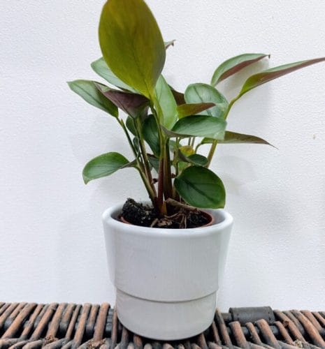 white ceramic simple planter for 6.5cm pots