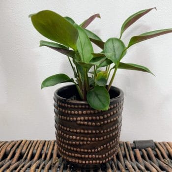 Brown Dots Ceramic Planter for 7cm pots Plant Accessories 7cm planter