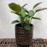 brown chain dots ceramic planter for 7cm pots