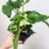 variegated syngonium podophylum albo 12cm pot