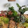 Large Closed Terrarium Kit Eco-Glass on wooden box. Multiple Houseplants and moss on box in front of terrarium