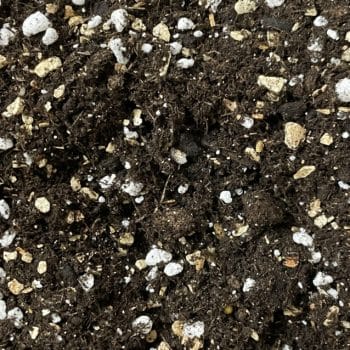 Maranta Calathea Premium Potting Soil For Prayer Plants Plant Care calathea