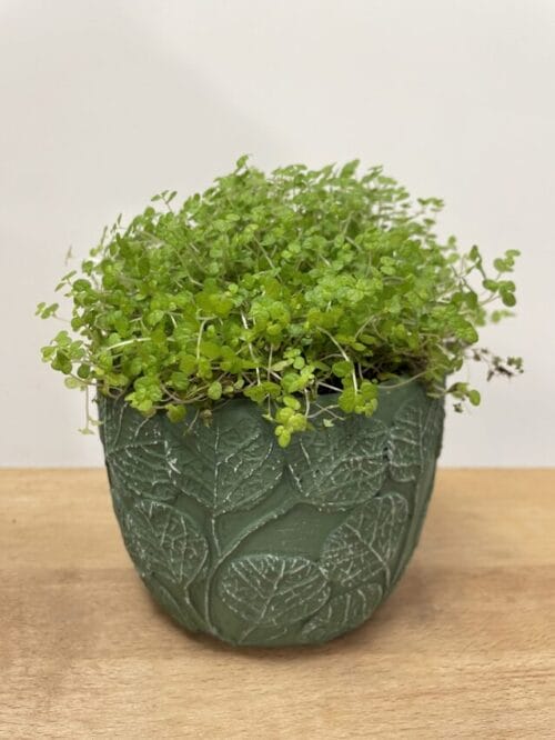 monstera & fern leaf design concrete planter for 9cm pots (copy)
