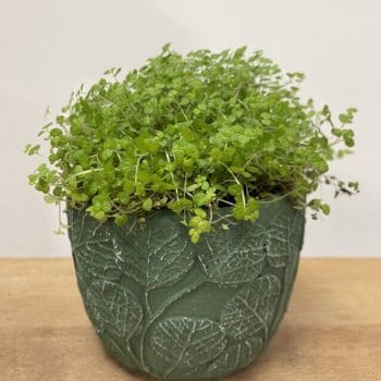 Botanical Green Design Concrete Planter for 9cm pots Plant Accessories 9cm planter