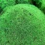 preserved green cushion bun moss bulk